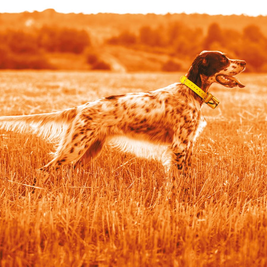 Beeper One GPS - Ortungssystem für Hunde